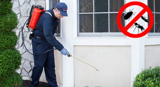 Lice Tahtakurusu İlaçlama böcek ilaçlama ve haşere kontrolü — ilaclama-tr.com